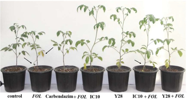 FIGURE 3