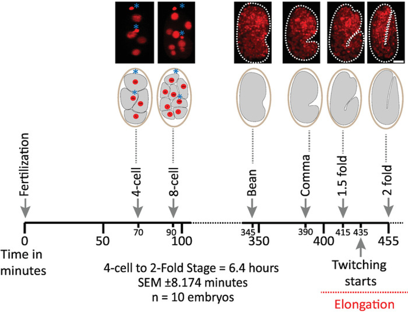 Figure 6: