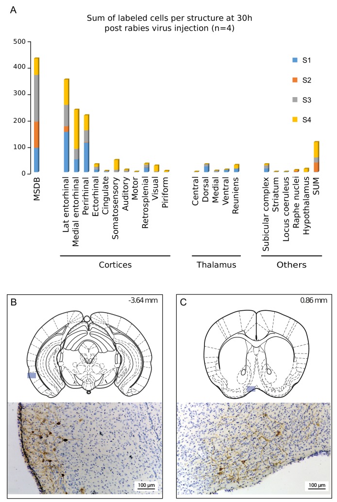 Figure 1—figure supplement 2.