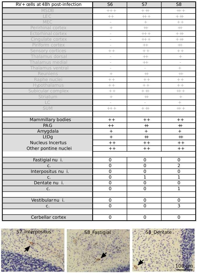 Figure 1—figure supplement 4.