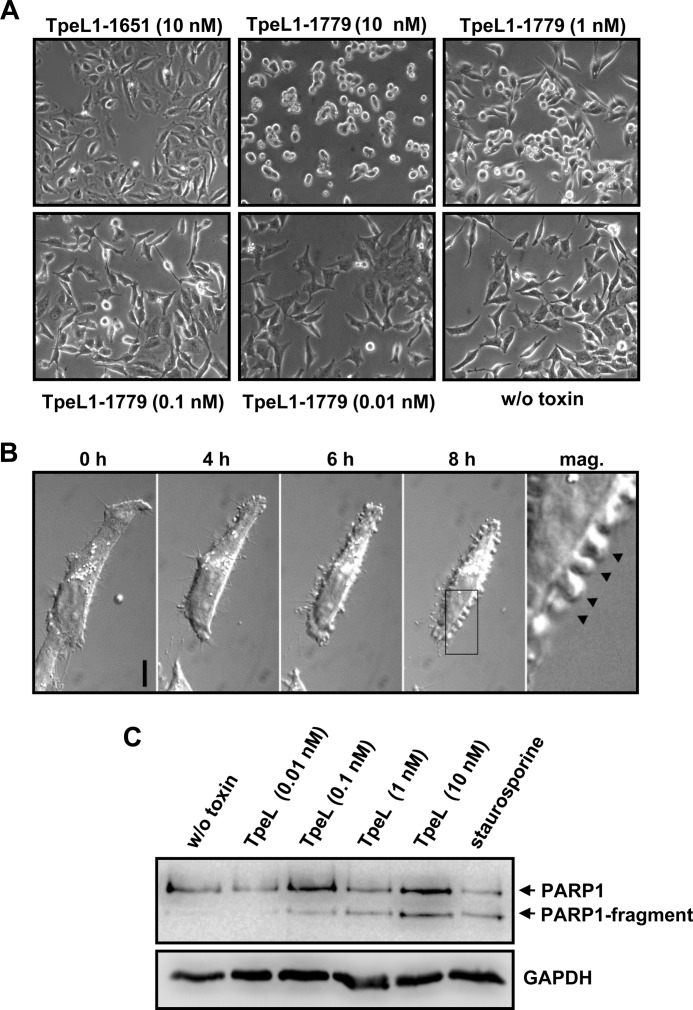 FIGURE 5.