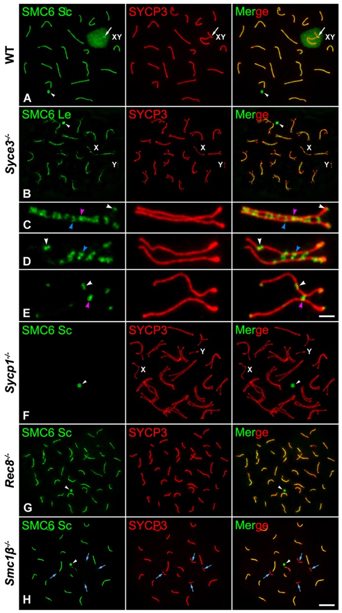 Fig. 8.