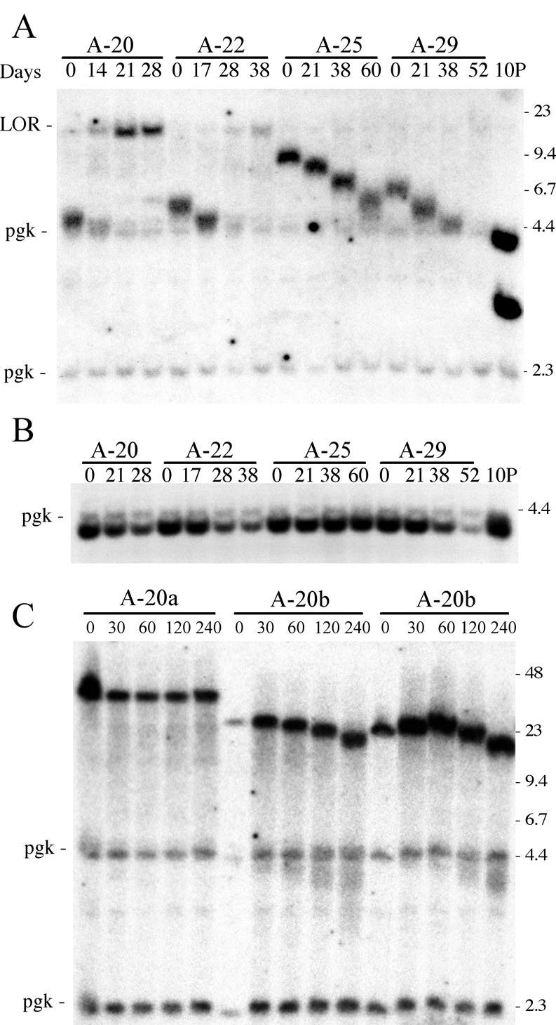 Fig. 9