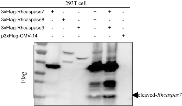 Fig. 8