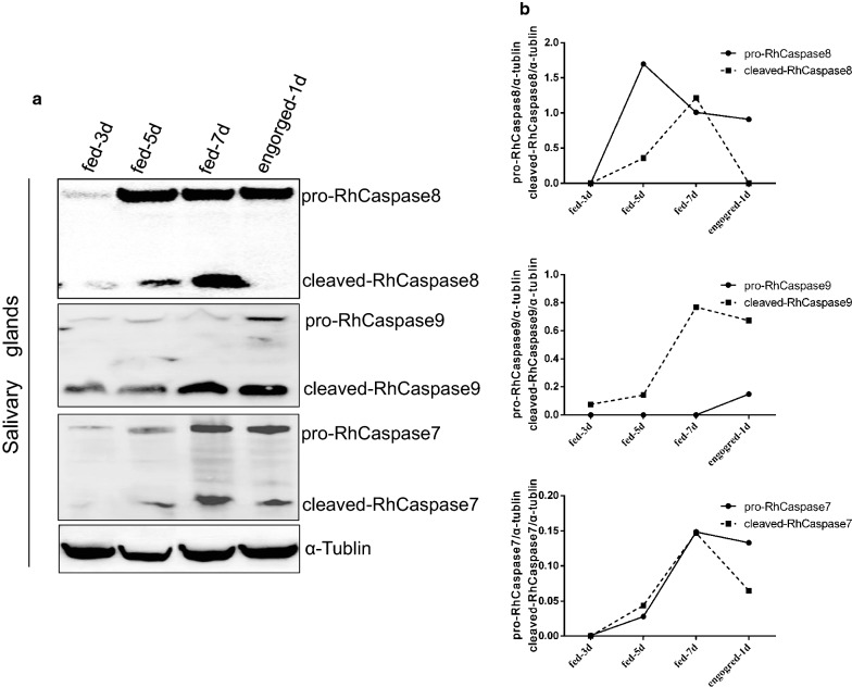 Fig. 6