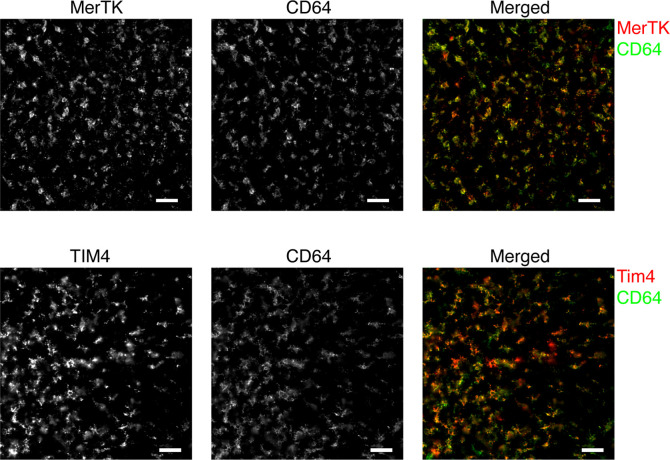 Figure 1—figure supplement 2.