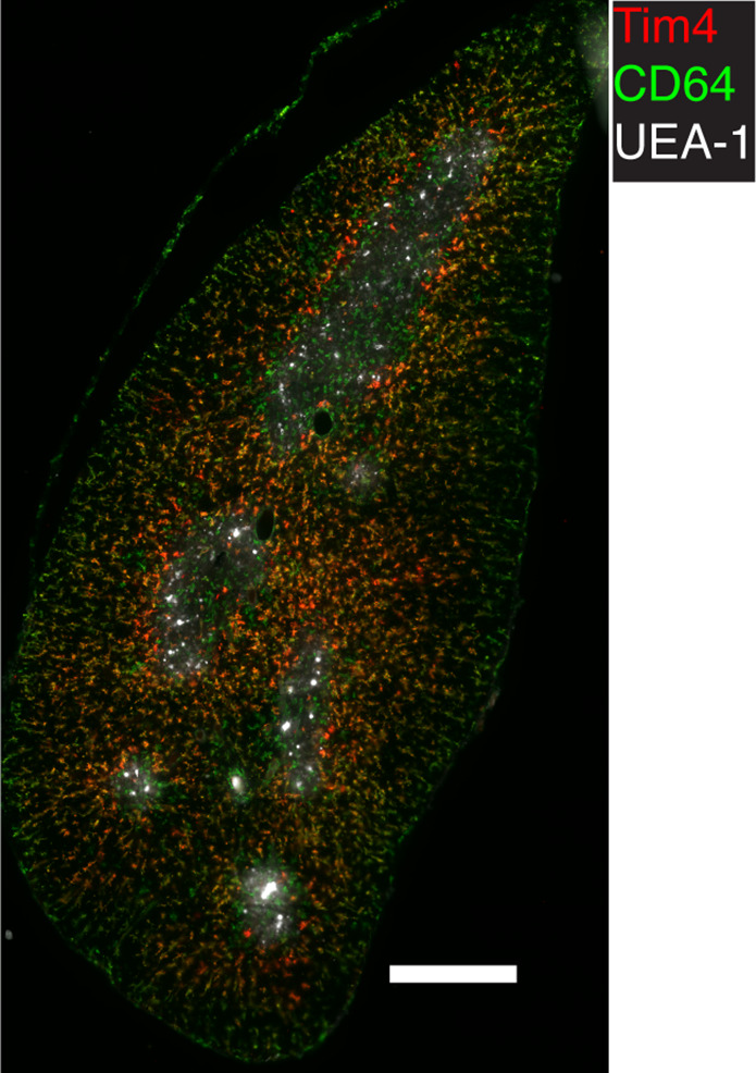 Figure 4—figure supplement 3.