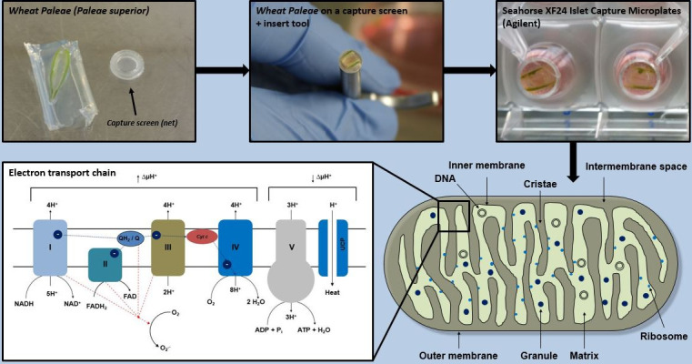 graphic file with name BioProtoc-13-15-4767-ga001.jpg