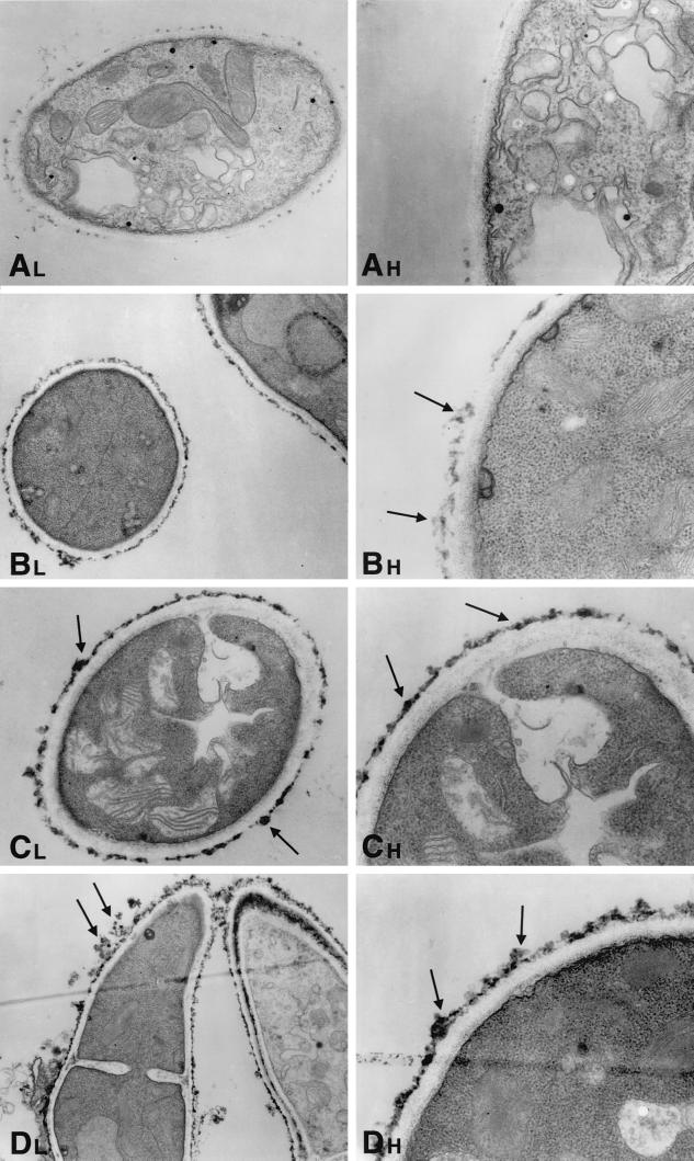 FIG. 5