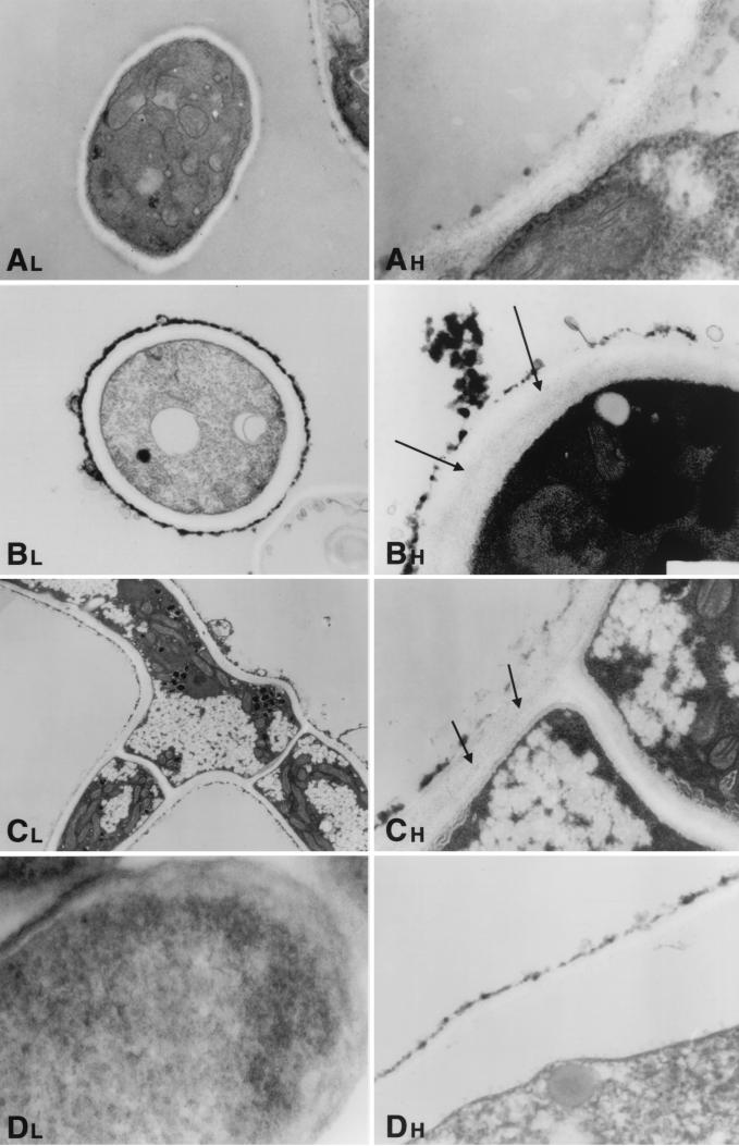 FIG. 8