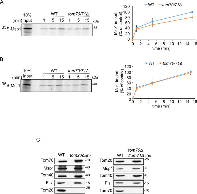 Figure 9—figure supplement 1.