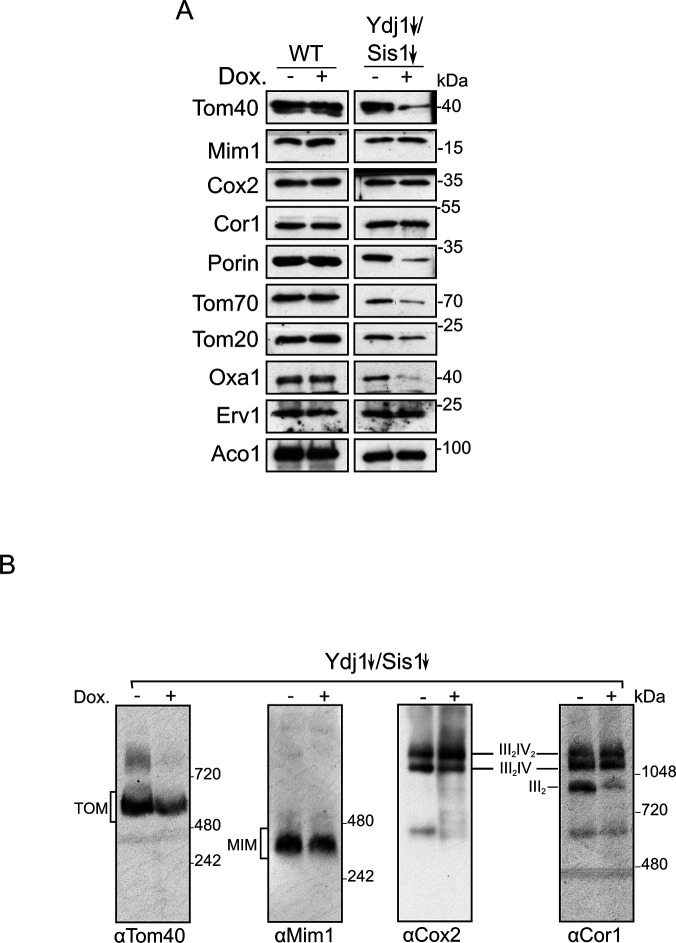 Figure 3—figure supplement 1.