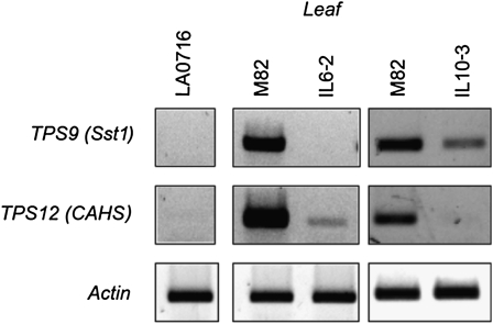 Figure 5.