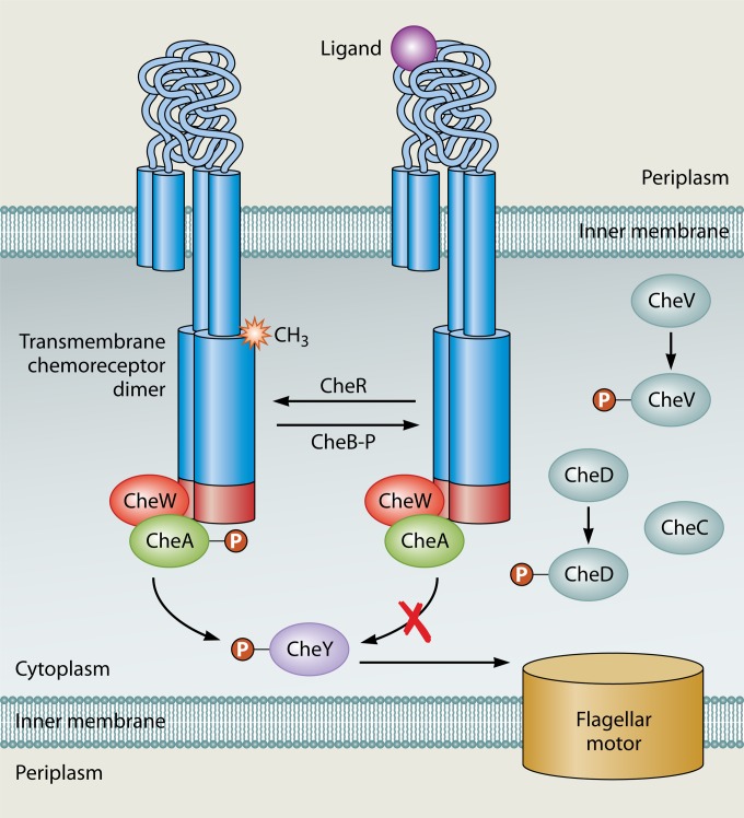 FIG 2