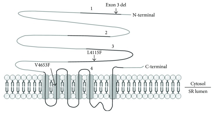 Figure 2