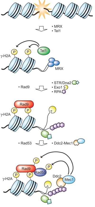 FIG. 7