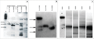 FIGURE 1-A1