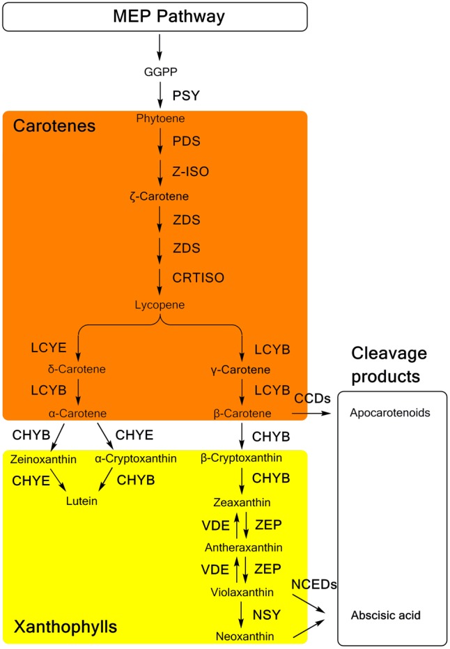 FIGURE 1