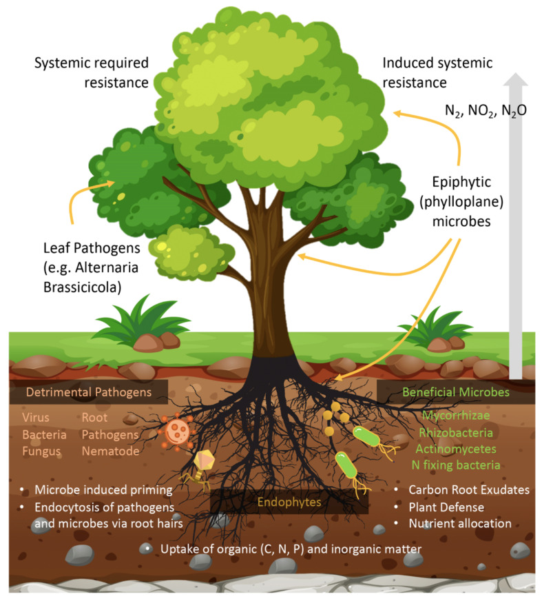 Fig. (1)