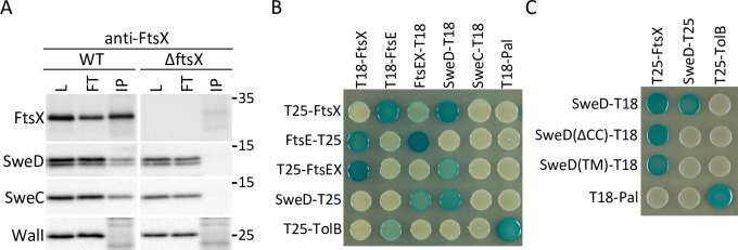 Fig 7