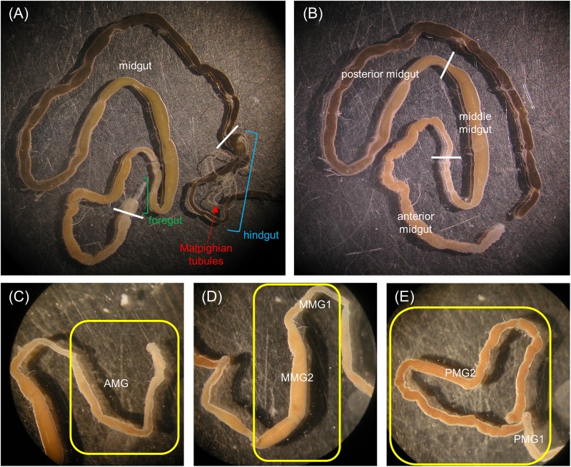 FIGURE 1