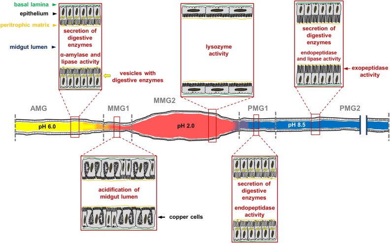 FIGURE 14