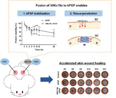 Enhancement of Wound Healing Efficacy by Increasing the Stability and ...