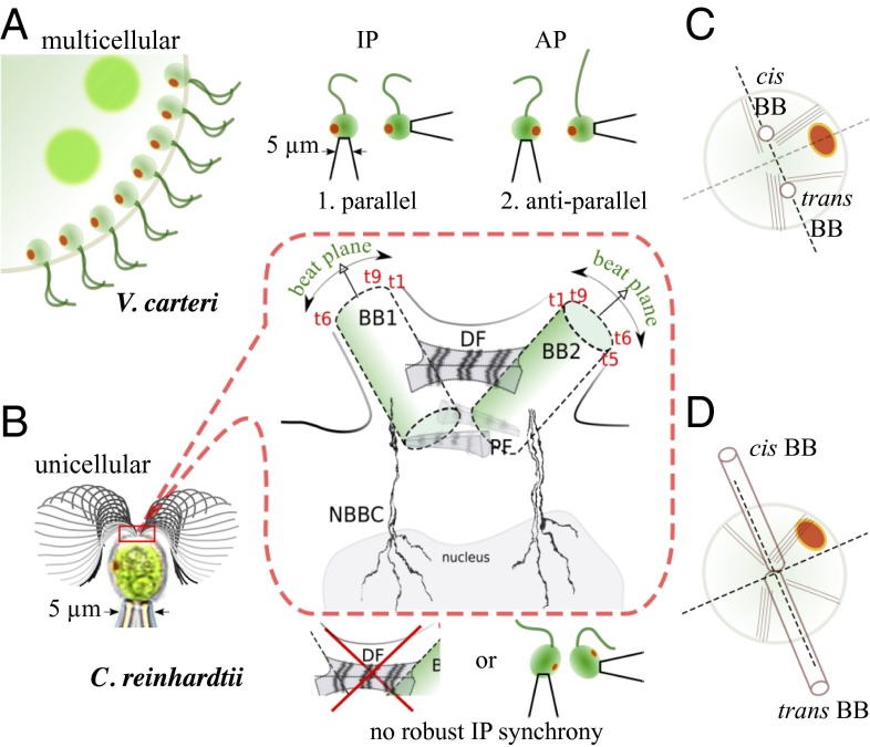 Fig. 1.