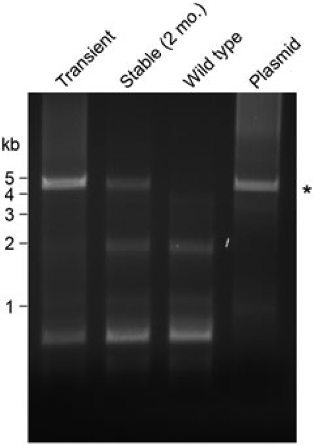 FIGURE 3