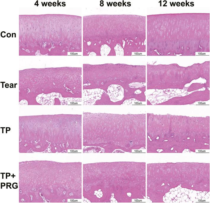 Fig. 6