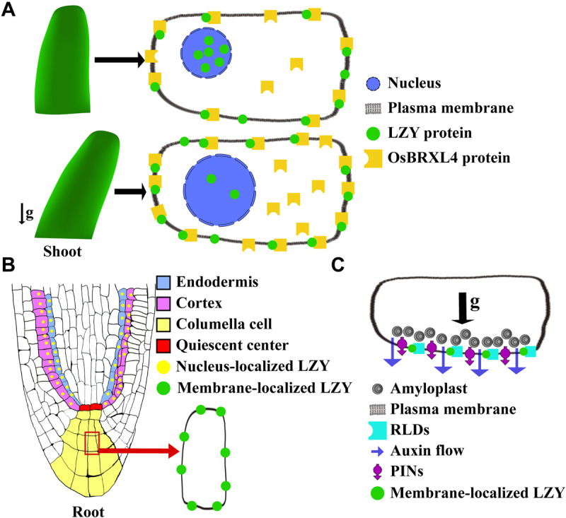 FIGURE 4