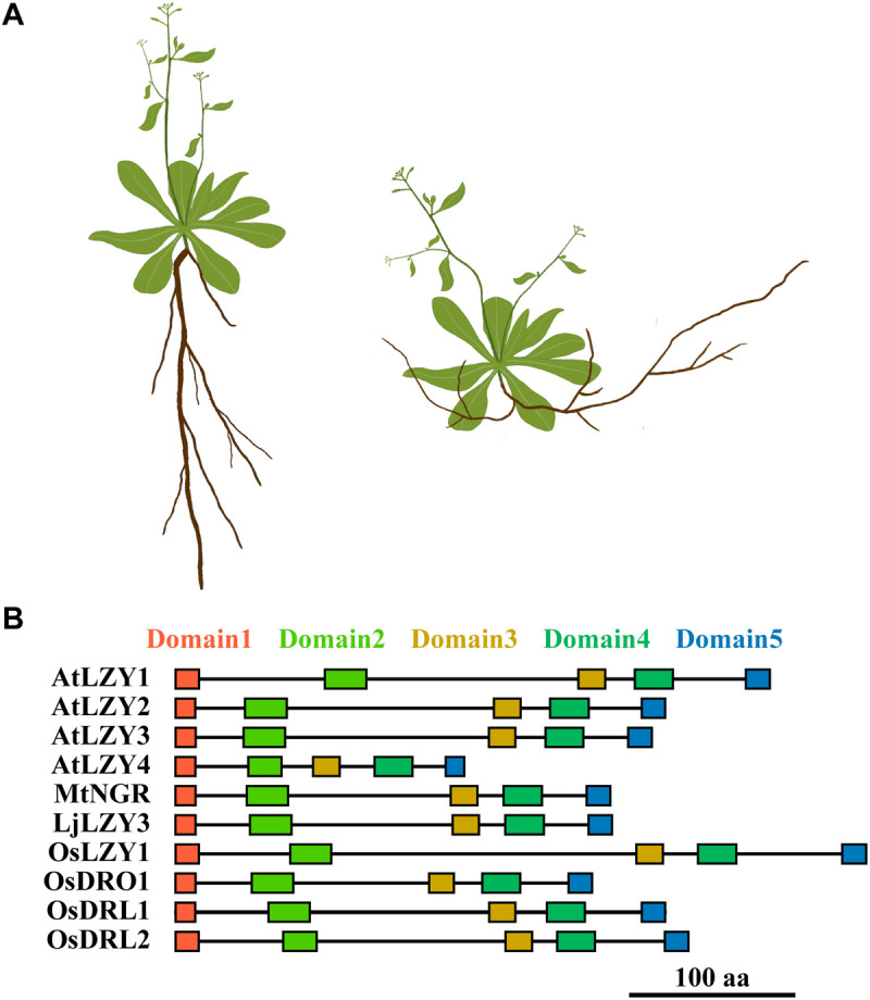 FIGURE 3