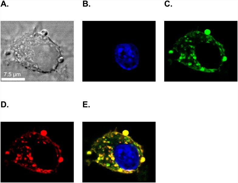 Fig 2