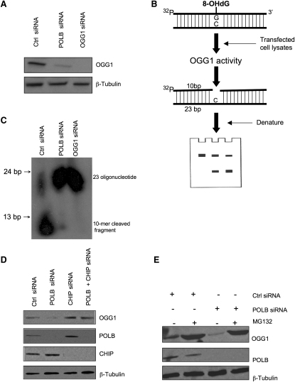 Figure 6