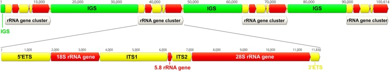 Fig. 1