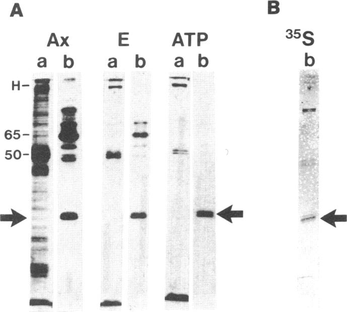 graphic file with name pnas01068-0025-a.jpg