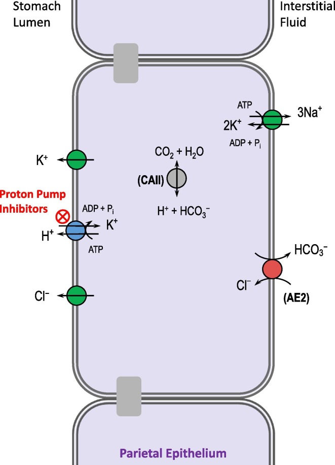 Fig. 9