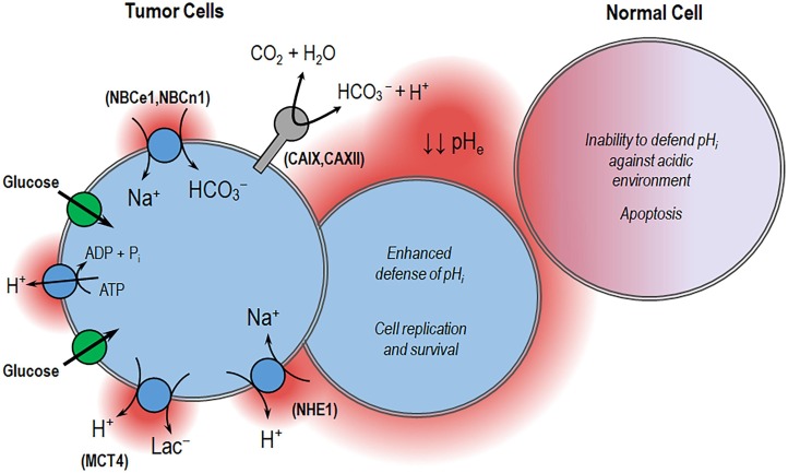 Fig. 11