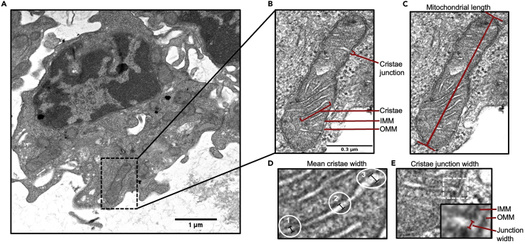 Figure 4