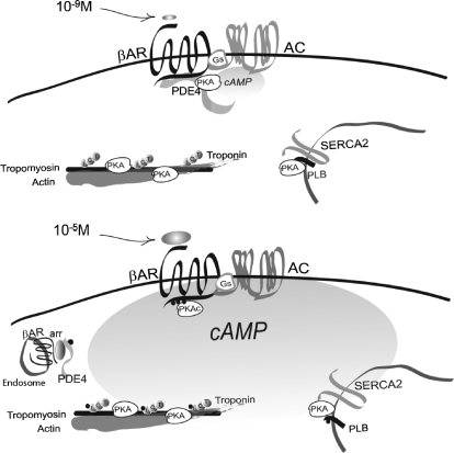 Fig. 8.