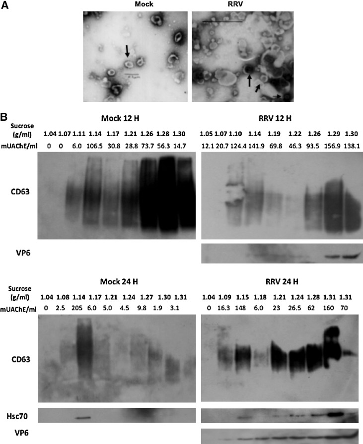 FIG. 6.