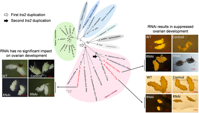 graphic file with name nihms-1527333-f0001.jpg