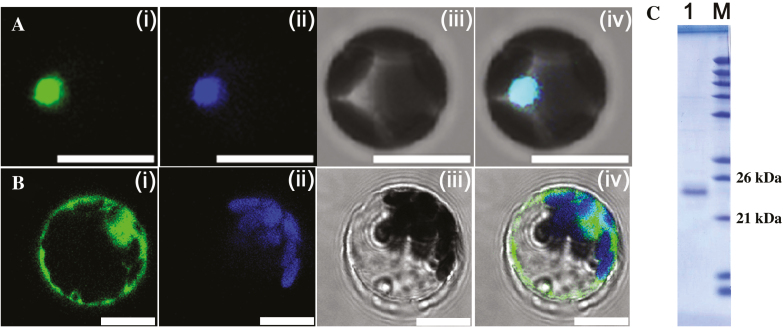 Fig. 3.