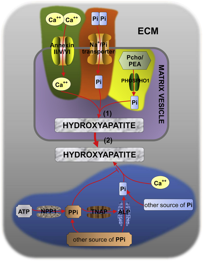 Figure 1