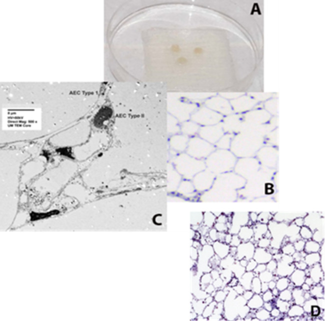 Figure 5—figure supplement 1.