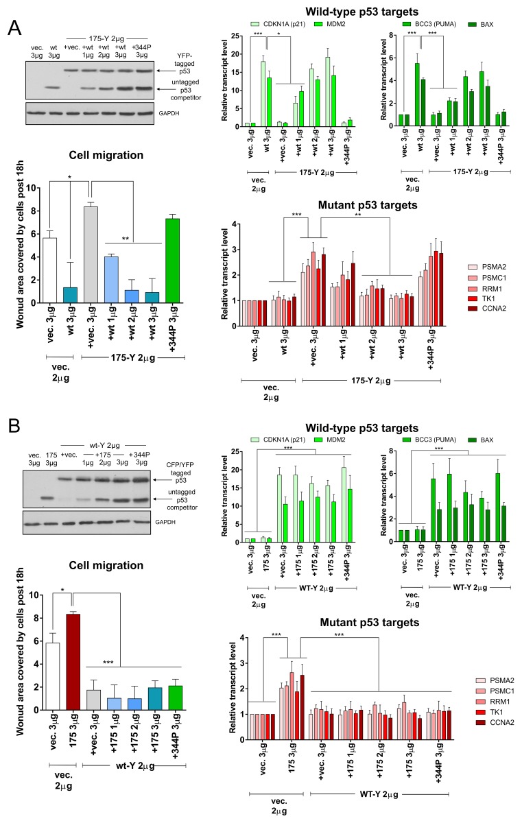 Wild-type p53 oligomerizes more efficiently than p53 hot-spot mutants ...