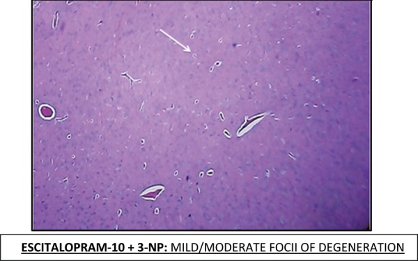 Fig. 7: