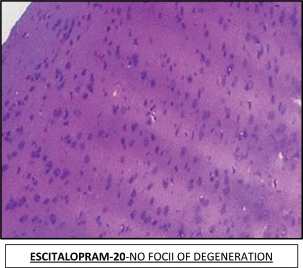 Fig. 7: