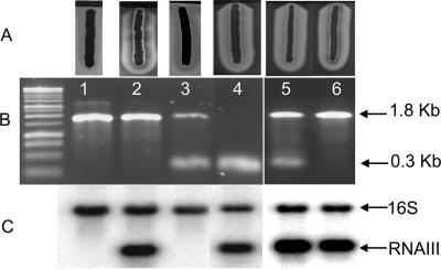 FIG. 5.