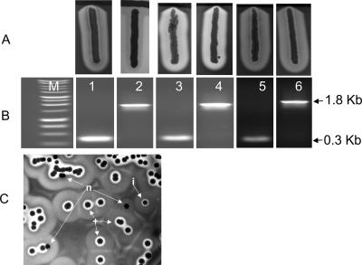 FIG. 2.